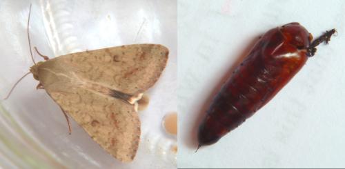 Helicoverpa armigera